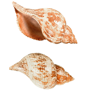 Seashell PNG-37129